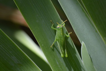 cricket juvénil