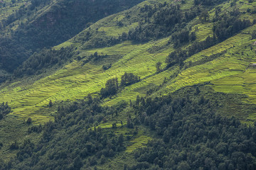 Obraz premium Rice terraces, Nepal