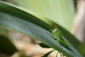 cricket juvénil