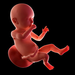 medical accurate illustration of a fetus week 40