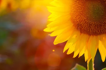 Fototapeten Sonnenblume © Sergii Mostovyi