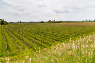 orchards organized into rows on flat plain