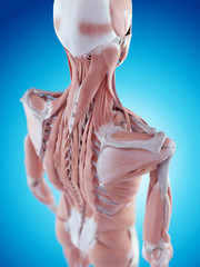 medically accurate illustration of the shoulder anatomy