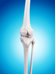 medically accurate illustration of the knee anatomy