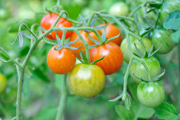 A cluster of cherry tomatoes on the vine.