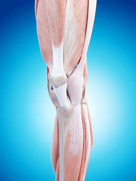 medically accurate illustration of the knee anatomy