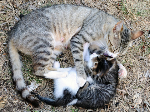 Female cat with kittens