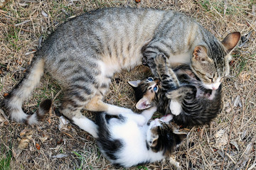 Female cat with kittens