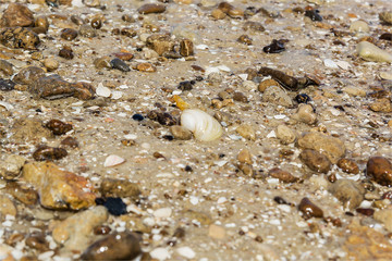 Pebbles and seashells on the sand