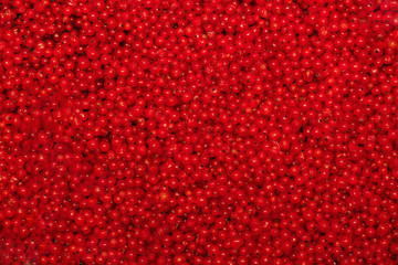 red currants as a background