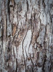 Tree bark texture