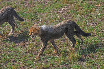 Baby cheetah stalking the plains