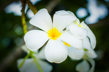 White Plumeria flower