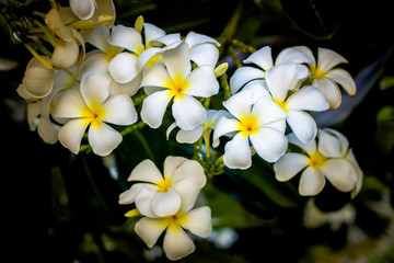 Fototapeta na wymiar White Plumeria flower
