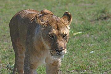 Lioness stalking