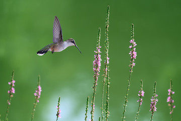 Hummingbird in Flight in Search of Nectar Flowers
