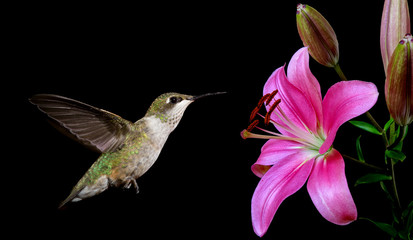 Hummingbird with Tropical Flowers on Black Background