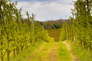 Obraz premium orchards organized into rows on rolling hills