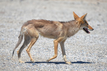 Fototapeta na wymiar Coyote