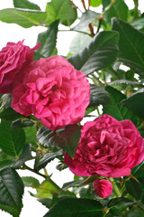 rose con bocciolo su sfondo bianco