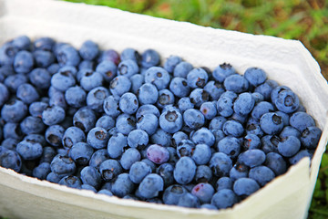 Reife und saftige Heidelbeeren