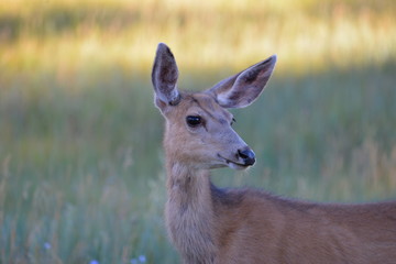 Biche