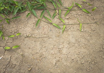 cracked dirty ground texture