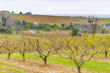 Fototapeta na wymiar orchards organized into rows on rolling hills