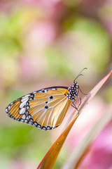 Butterfly on Flower