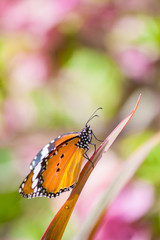 Butterfly on Flower