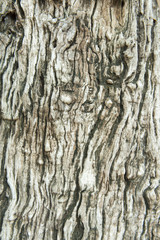wood texture