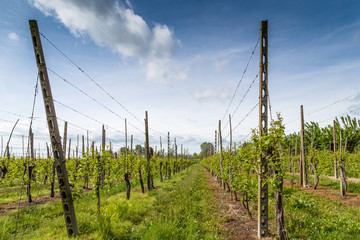 Obraz premium organized rows of vines in the Italian countryside
