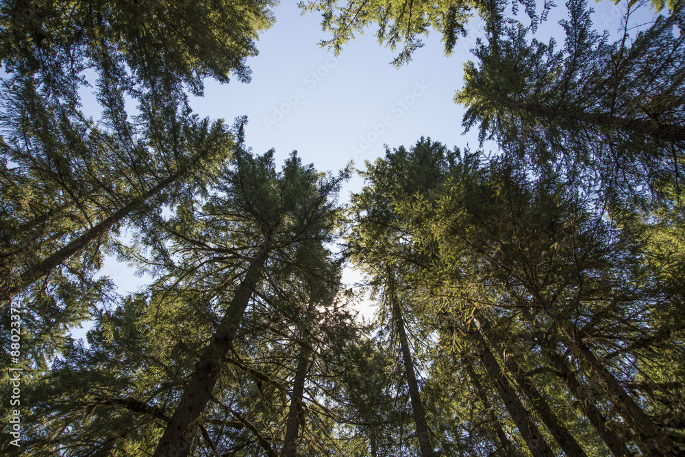 Wall mural Old-growth forest of Douglas Fir trees in Oregon