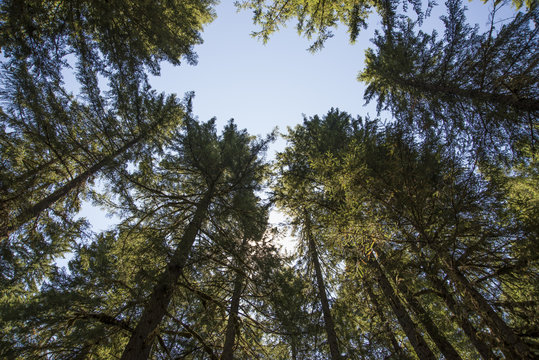 Old-growth Forest Of Douglas Fir Trees In Oregon