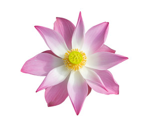 Bloom  Lotus