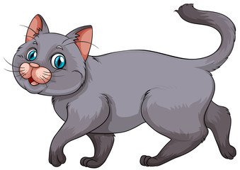 Young gray kitten on white