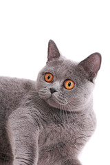 beautiful British cat with yellow eyes