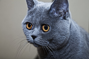 Portrait of grey british cat close up
