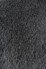 Texture of Smooth animal gray hair