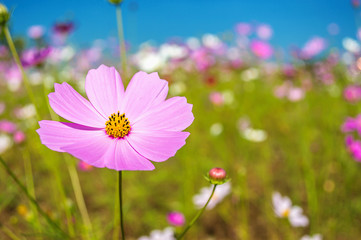 Cosmos flowers in the garden on blue sky background