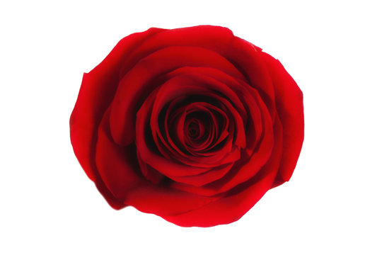 red rose isolated on white background macro