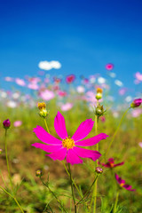 Obraz na płótnie Canvas Cosmos flowers pink in the garden on blue sky