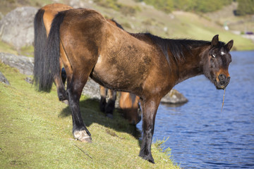 Two beautiful domestic horses drinking water from the Laguna Muc