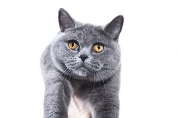 Grey British cat