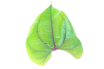 Fresh spinach leaf isolated on white background
