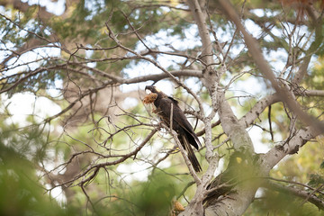 Yellow-tailed Black Cockatoo