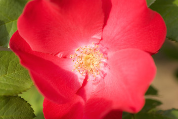 Flower of  red rose close up