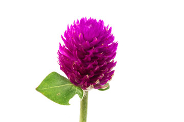 globe amaranth Flower isolate on white
