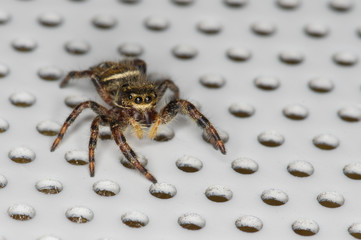 Jumping spider