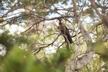 Yellow-tailed Black Cockatoo